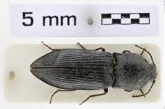 Foto (Dorsalansicht) von Prosternon syriacum (NHMW-ZOO-COL-0008646)